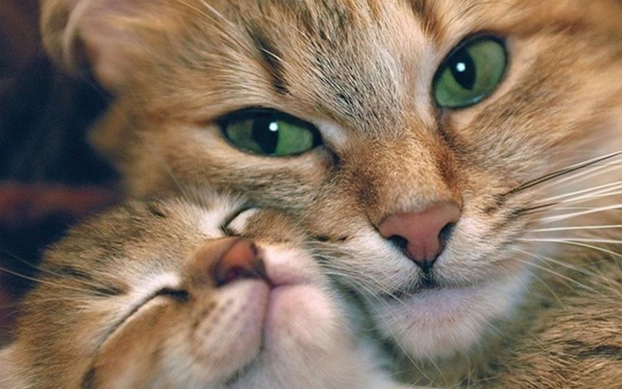 9 Reasons We Love Cats More Than Freebies - Yo! Free Samples